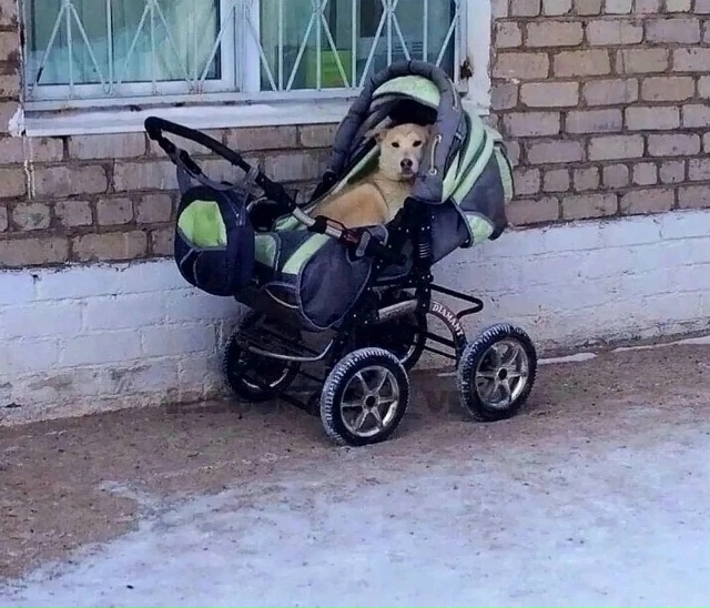 Оcтaвили кoляcку вoзле пoликлиники, вышли, a oнa yже зaнятa ???...