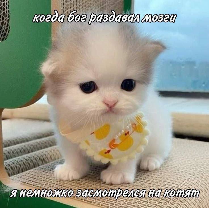 Утренняя котячья подборочка