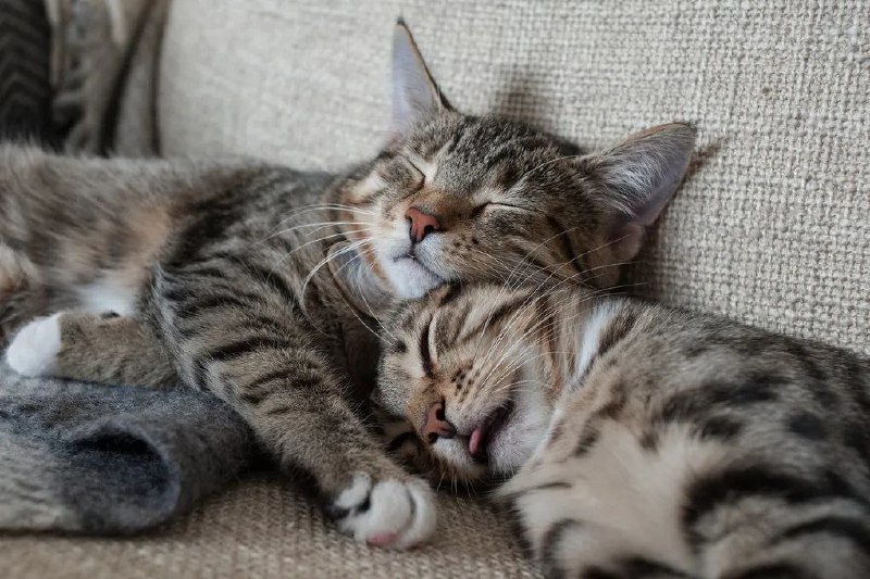 Мужчины лучше высыпаются, когда спят рядом с женщинами, а не в одиночку
Ученые доказали, что в таки