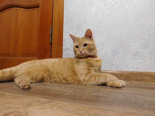 Госпожа Лёва