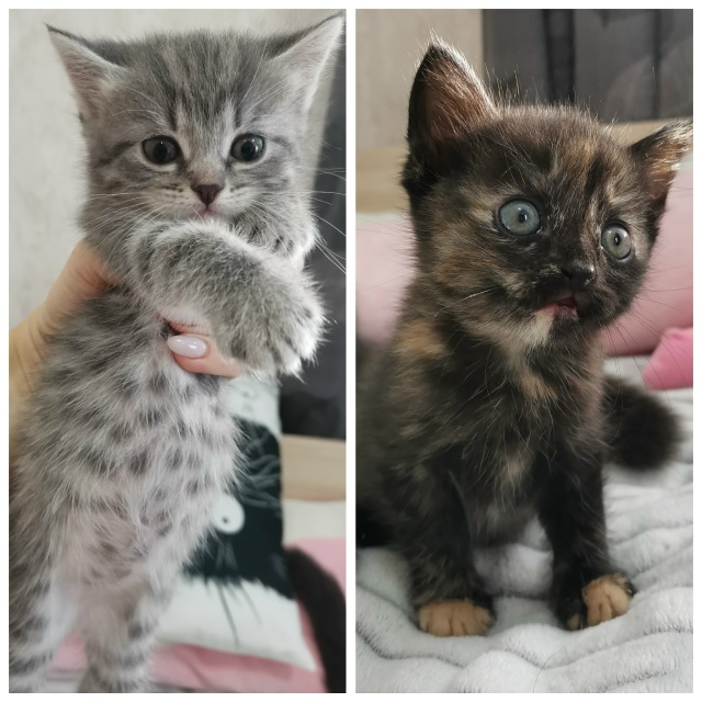 Отдам котят в добрые ручки. 2 девочки от домашней кошки....