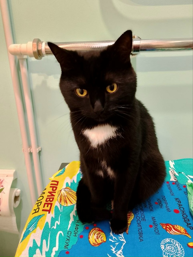 Пропал кот. Кличка Тимоша. Краснозаводская 23А.
Если кт?...