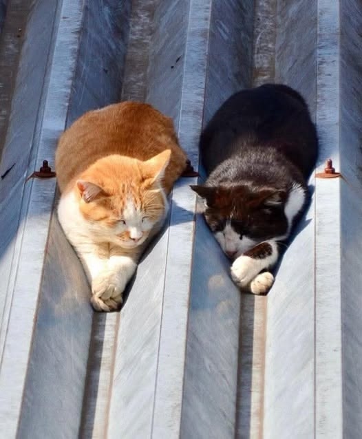 Жидкие котики😀