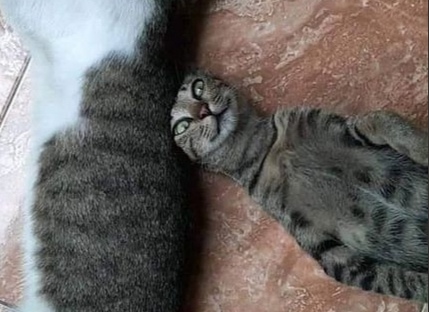 Живу как в сказке. Отец завещал мне кота.