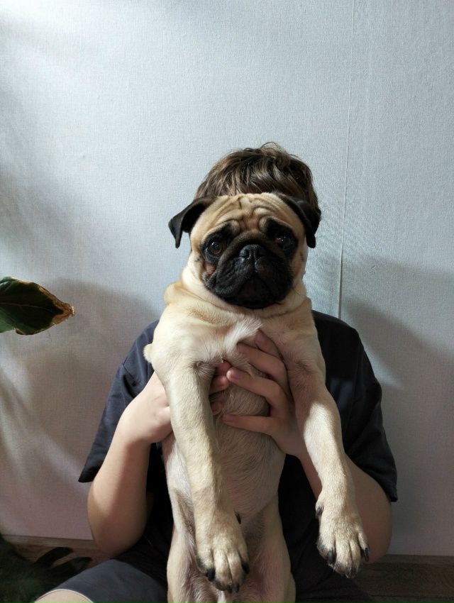 Найден мопс в Заволжском районе, отдадим только настоя...