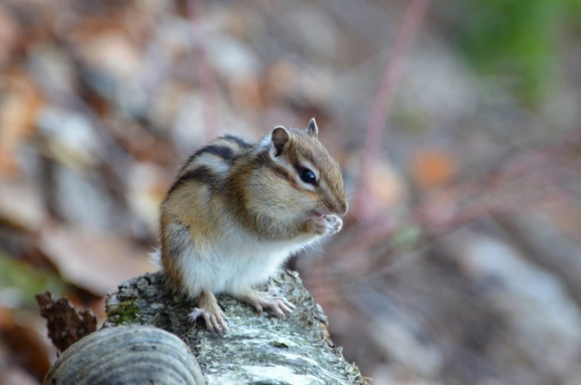 Минутка милоты от бурундучков с Усьвинских столбов
???...