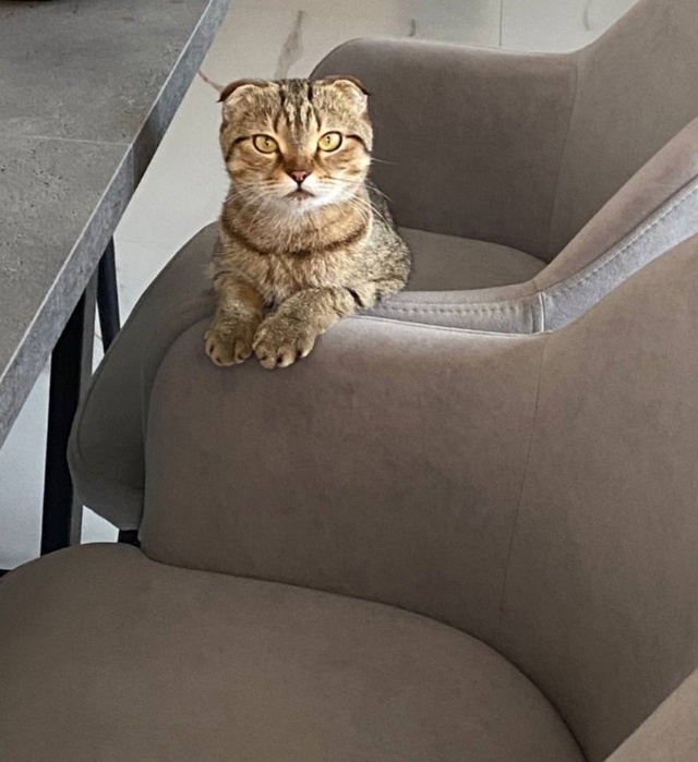 Пропала дорогая семье кошка, Буся😢
В м.р. Радужный, на ?...