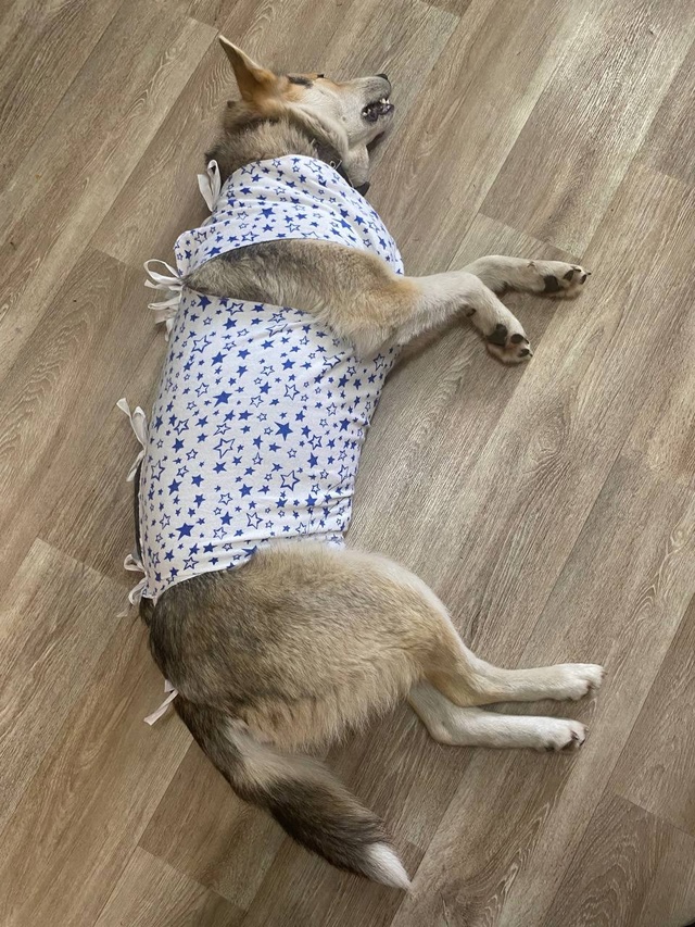 🐈🦮🐕 Вот и закончились очередные два дня льготной ?...