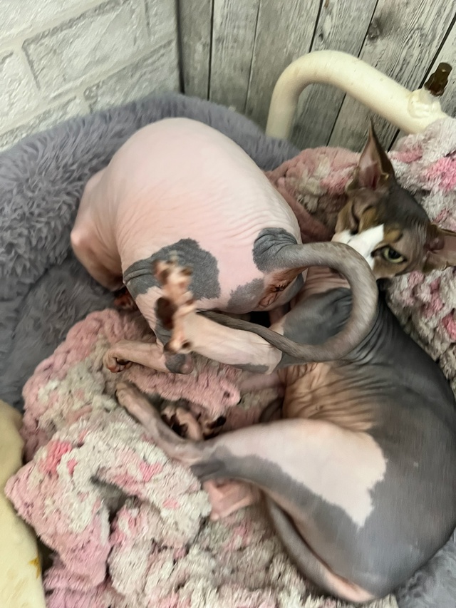 Тут снова мы-Иззи и Ви!
Года идут ,а кошки не взрослеют???...