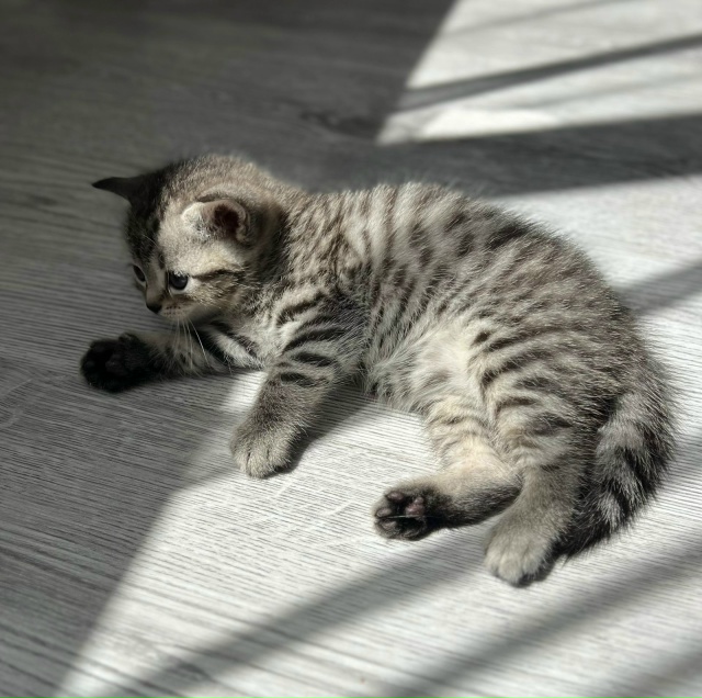 Отдам котят в добрые руки, возраст 1 месяц, кушают тольк...