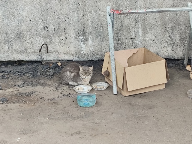 Морда недовольная голодная
#мявстерская