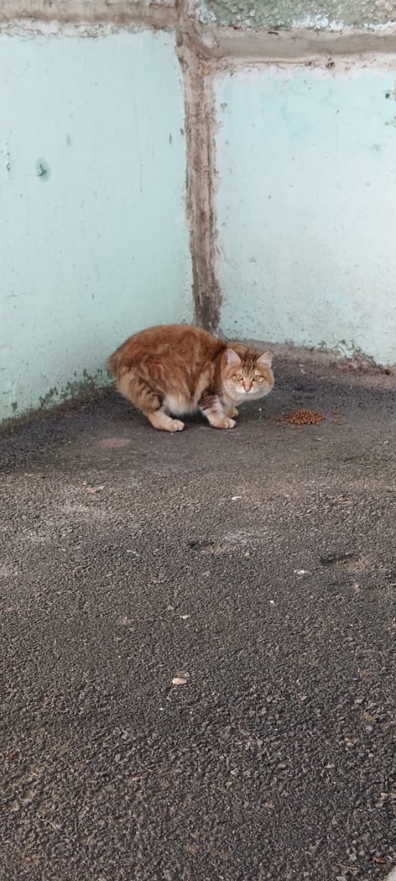 Добрый день. Около дома ЛК 12 бегает кот, чистый домашни?...