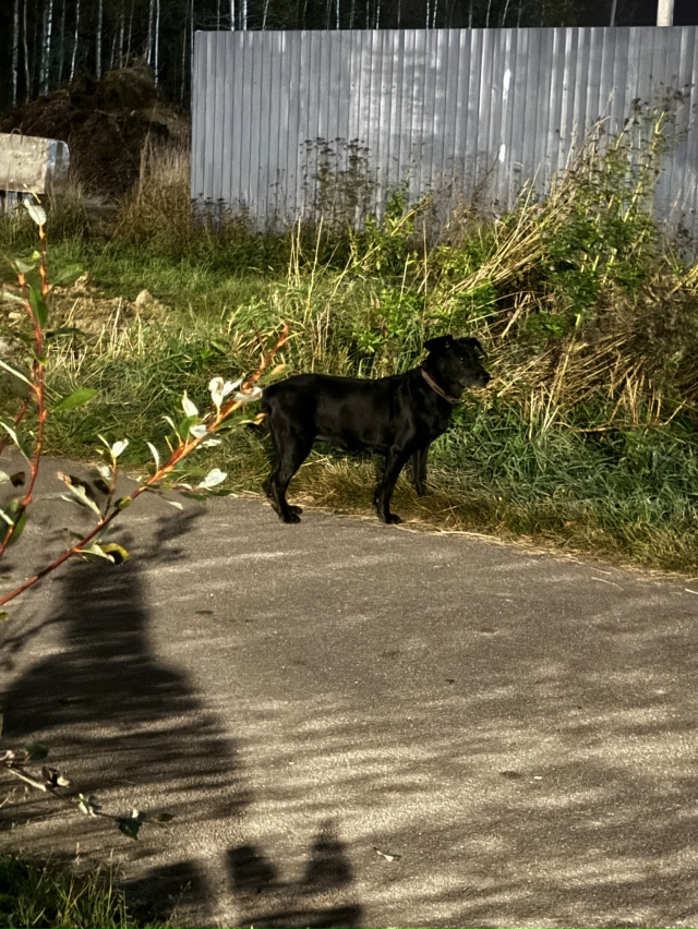 Чей? В старом бегает