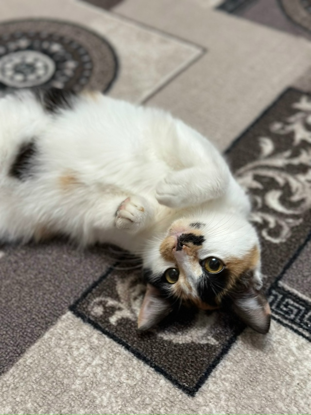 Нашли у дома очень ласковую и ухоженную кошку (район Ря...