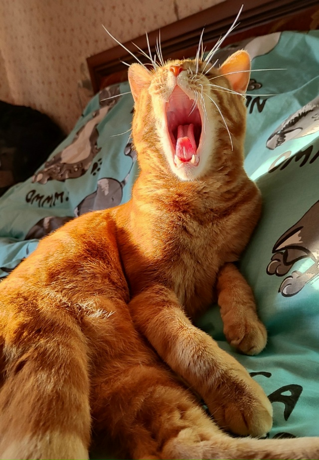 Подборка зевающих хвостиков 🥱🐈‍⬛🐈