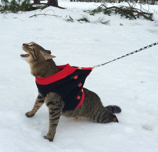 Коты в шоке от снега и зимы❄❄❄