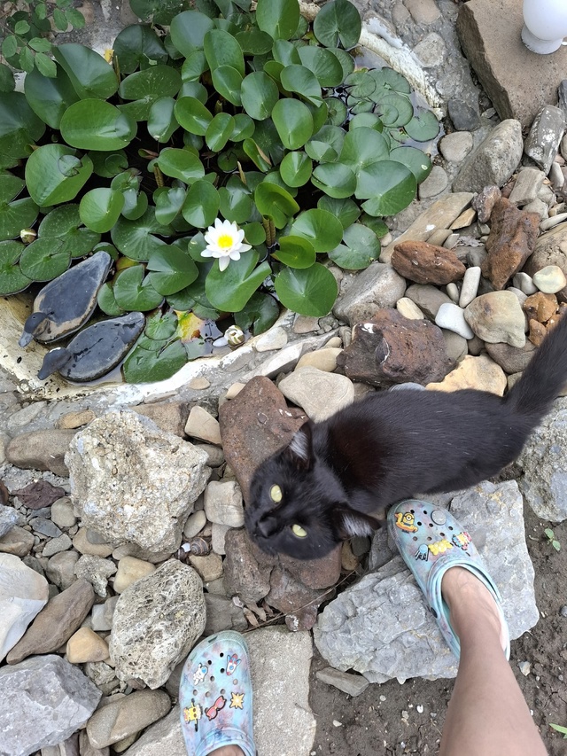 Помогите пожалуйста найти кота, вырвался у входа в вет?...
