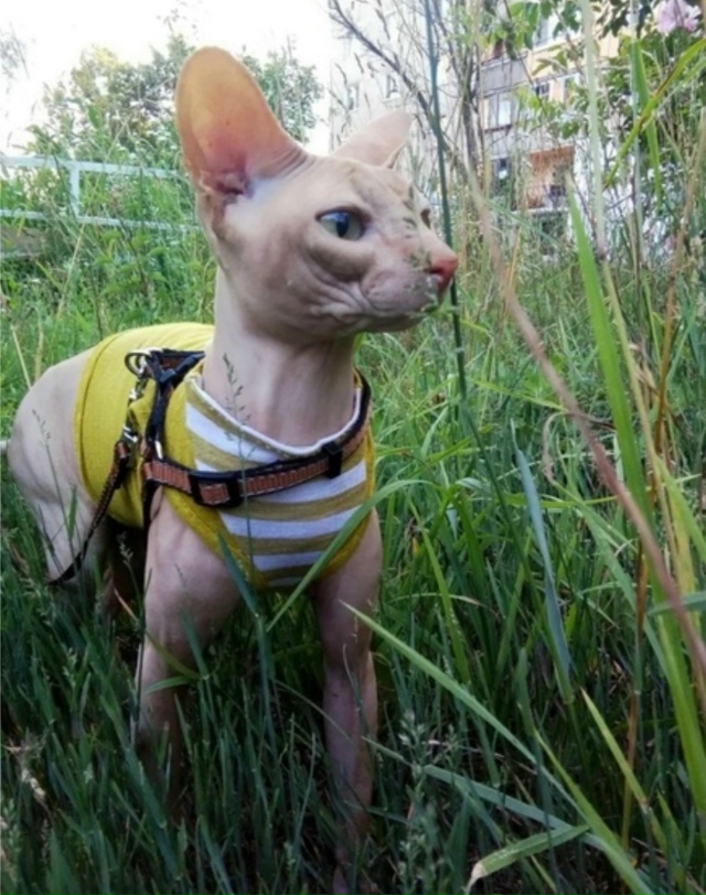 Как ваши любимцы 😸провели лето ?🌞😸