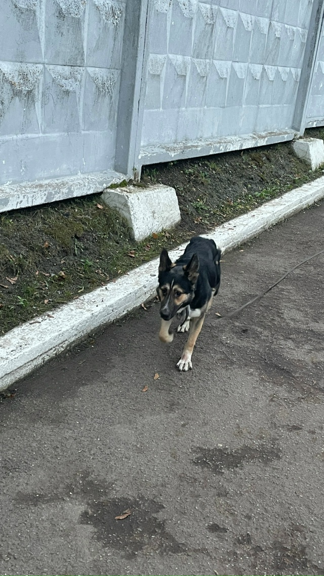 Чей пес с поводком. На территории локомотивного депо