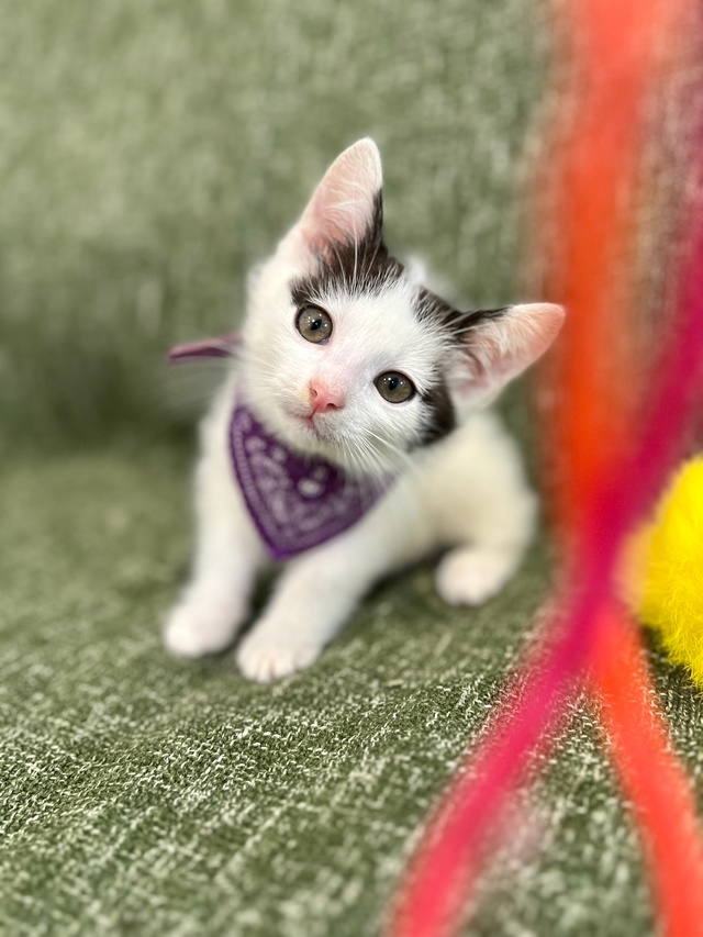 Котёнок мальчик 1,5 месяца ищет дом😌
Приучен к лотку, о?...
