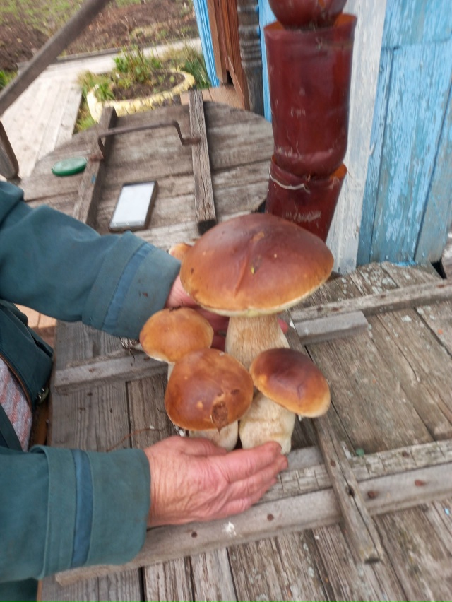 Представляете? Сегодня 9 октября, соседи нашли кучу бел...