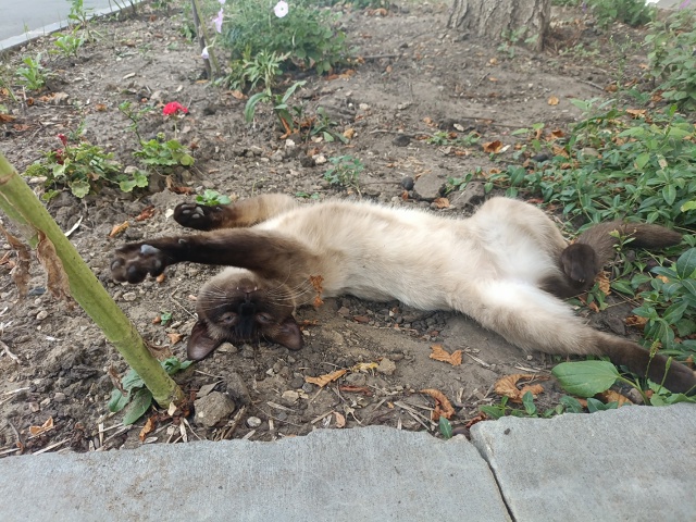 Возьмите кота пожалуйста, хозяина больше нет. Коту оди?...