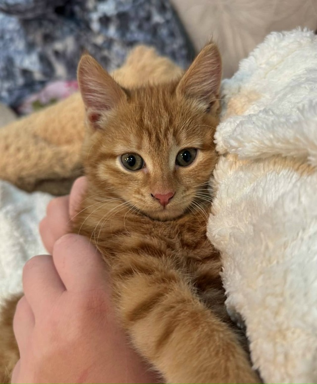 Потерялся котёнок, район Мыза. Может кто то видел?! ( У к?...