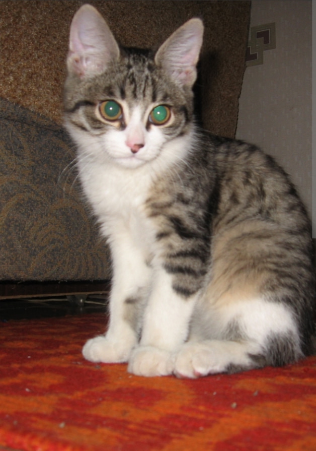 Два очаровательных котенка (стерелизованные девочки) ?...