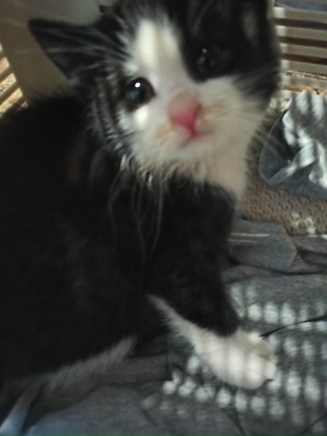 Малыш найден на улице под досками. Спокойный,чистеньки...