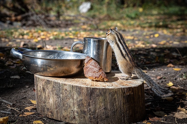 Хозяин стоянки. Река Чусовая