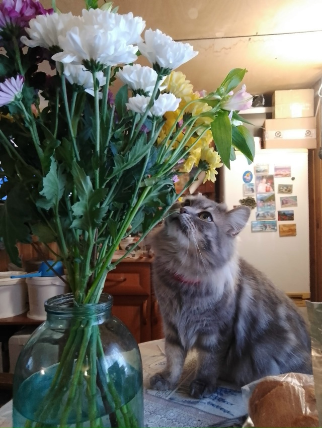 Любительница цветов .
Кусь, на пробу 😄
Кошка Филя.