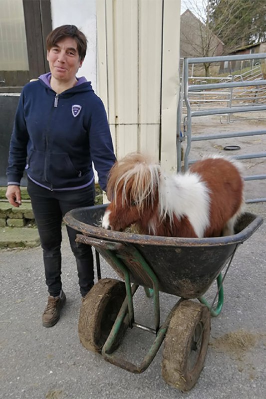 В Германии живёт самый маленький конь — взрослый жеребец по кличке Пумукель
Из-за генетической особ