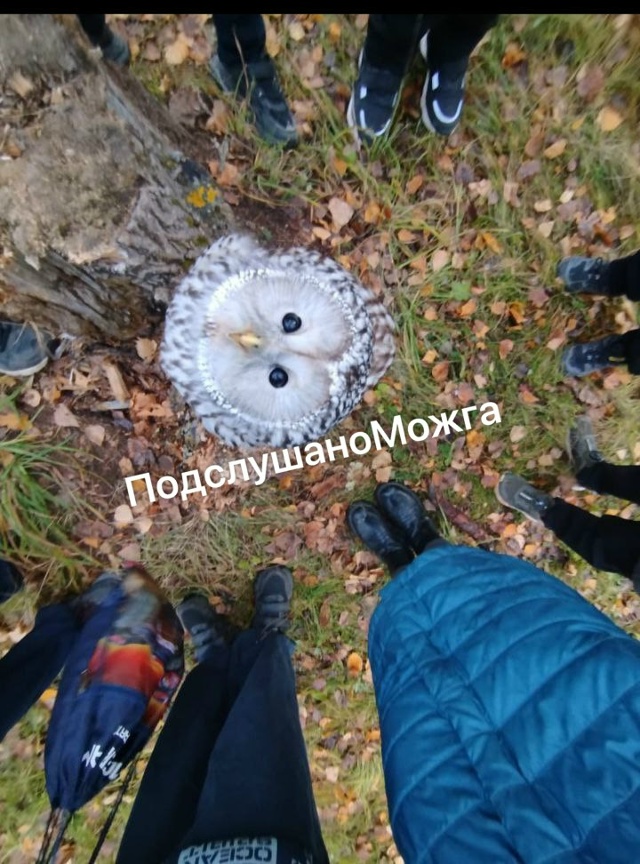 ‼️Про сову около 1 школы
❗️Её ни в коем случае нельзя...