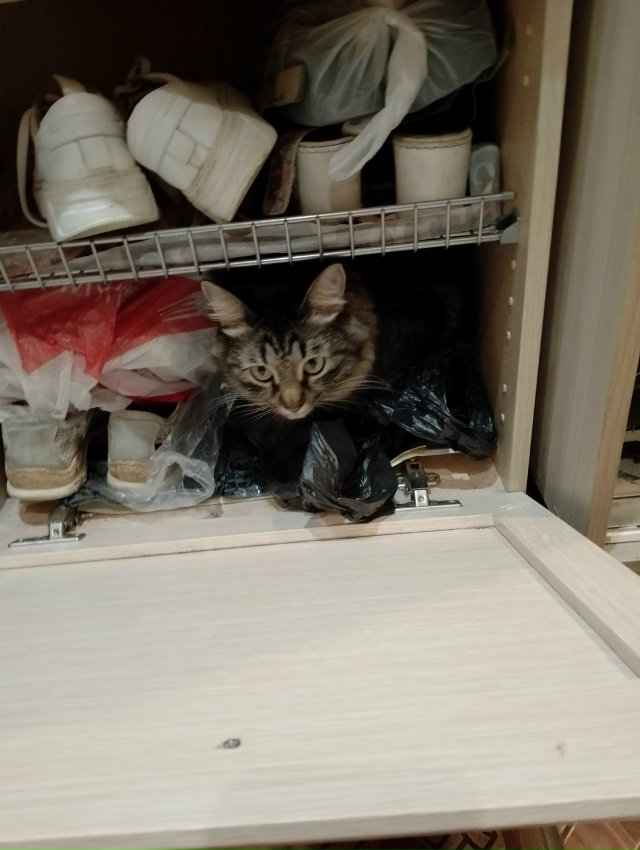 Абдулка любит пакеты, сумки,шкафы,коробки и легко в них...