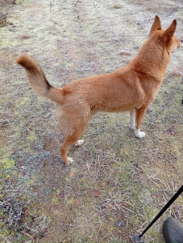 Фото 1-2. Бегает собака в Пусторадицах, в д. Кадуй и Жорн?...