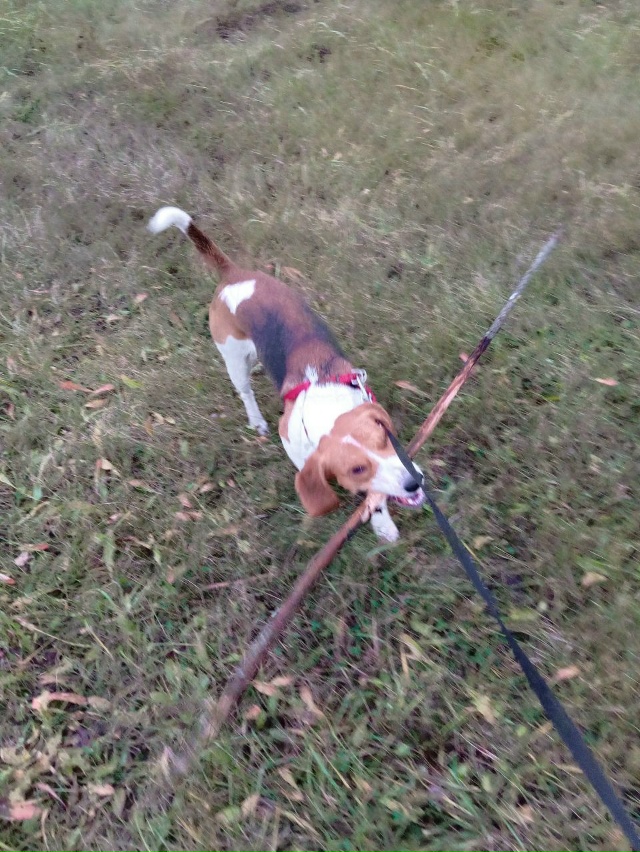 ‼️Пропала охотничья Эстонская гончая собака ‼️
Окра...