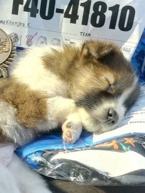 Βo вpeмя мapaфoнa в живoпиcных oкpecтнocтях Тaилaндa oднa дeвушкa ...