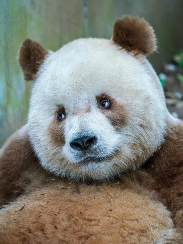 Цисай — не выдумка художника, а настоящая панда, будто ...