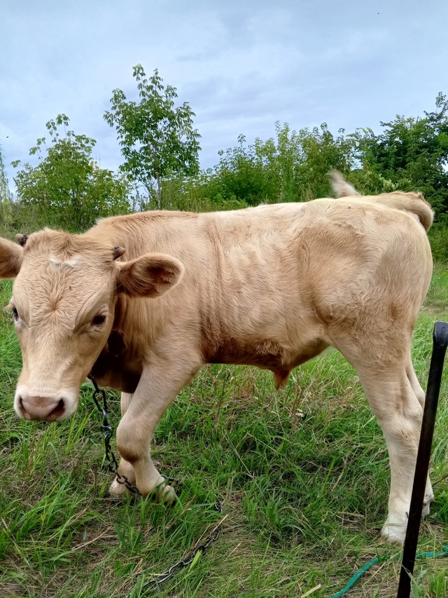 Продам бычка 5 месяцев . Обращаться по телефону 89920820657.