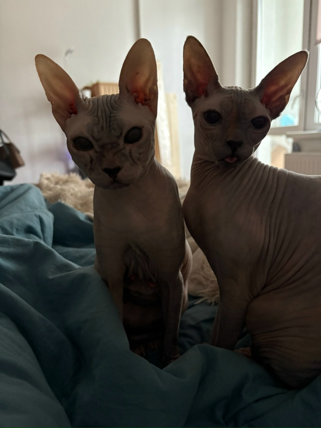 Пару месяцев назад публиковала пост о поиске дома лыси...