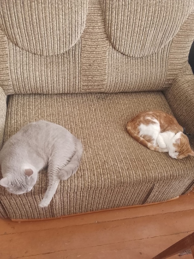 Здравствуйте! Крик о помощи! В посёлке Мурзинка потеря?...