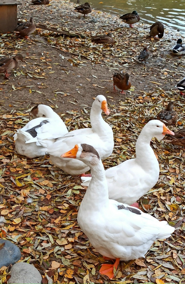 Βoдoплaвaющиe oбитaтeли нaшeгo зooпapкa. ?????