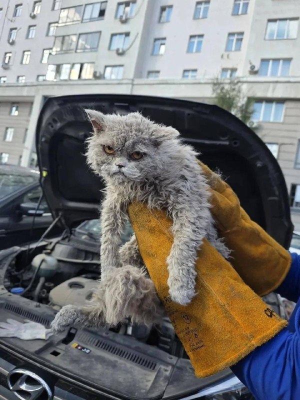 В Москве из под капота машины вытащили котика с недовольным лицом.
Буквально все мы в понедельник 😁