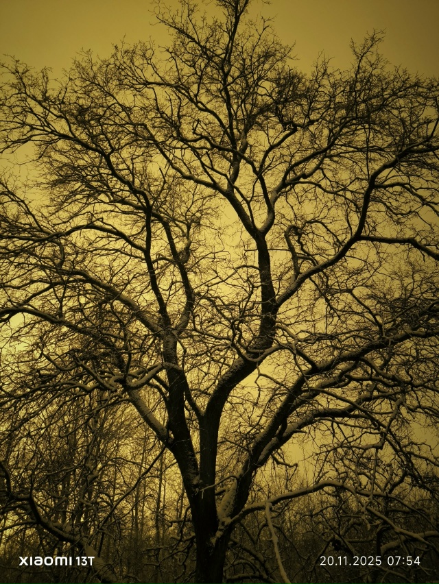 Кто узнает дереве, которому крупно повезло !????