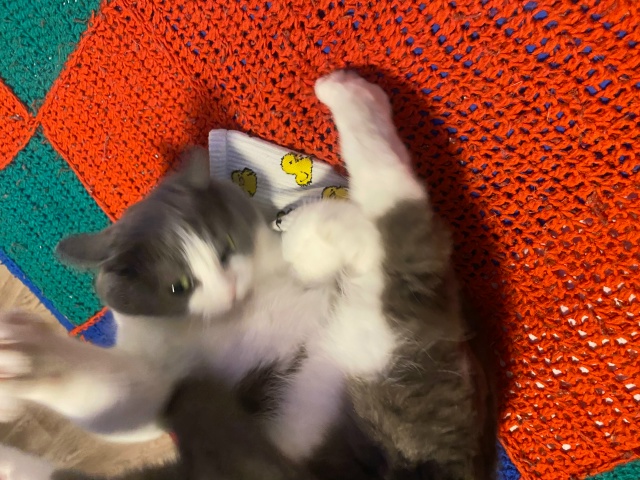 Жмыхнуло.
Любит Мурёна носки мужа.
#мурёнакошечка