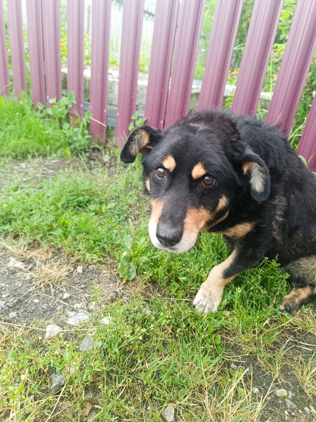 Около дома лежит собачка, скорее всего проблемы с задн?...