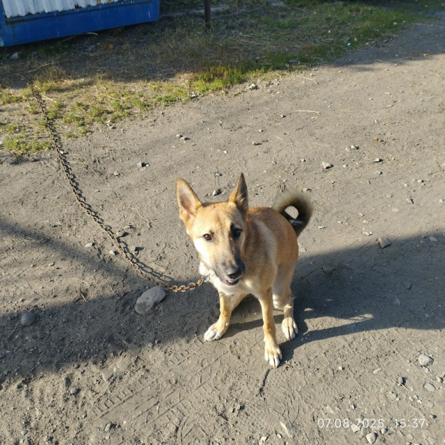 Ищем хозяина девочки. Бегала в лесу за Поляной. Вопросы...
