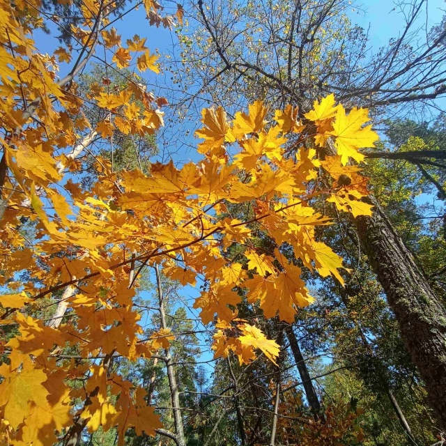 «Бузулукский бор» впервые попал в ТОП-10 самых посещаем...