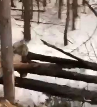 Помогли бедному животному спастись...!