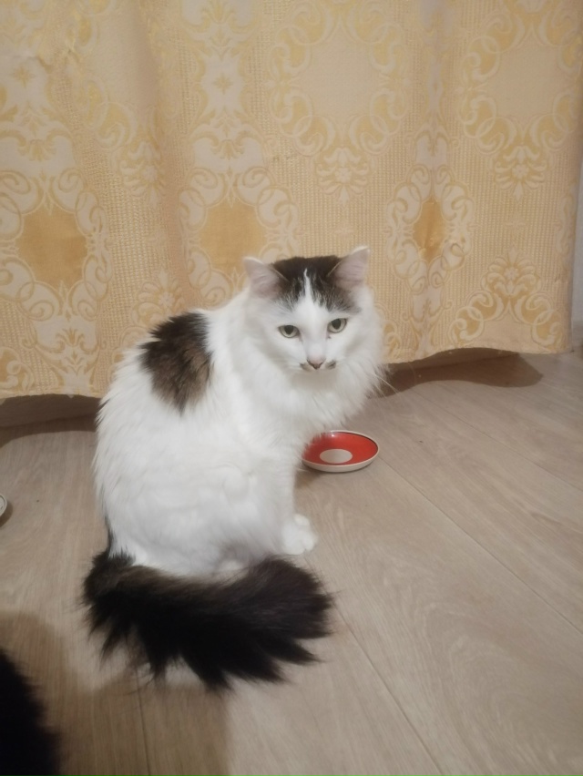 ❗❗❗БАРСИК КОТ МЕЧТЫ!❗❗❗ Нижняя тура
Ко...